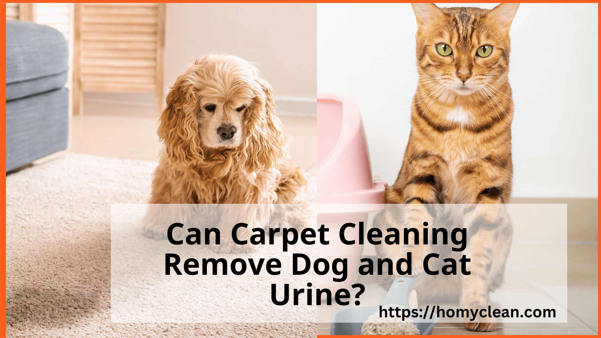 Can Carpet Cleaning Remove Dog and Cat Urine? | Say Goodbye to Pet Stains