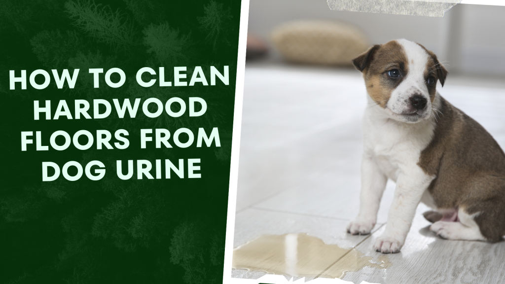 how-to-clean-hardwood-floors-from-dog-urine-5-steps