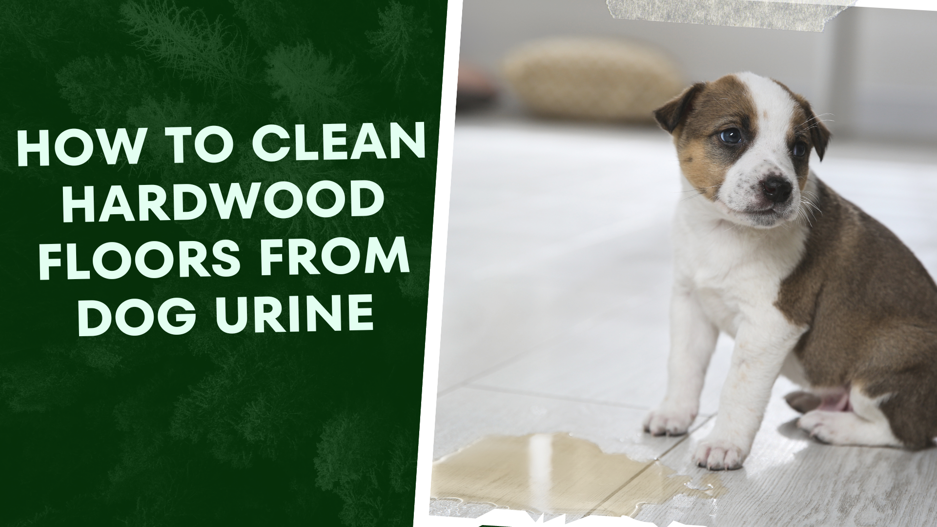 Proven Methods How to Clean Hardwood Floors from Dog Urine